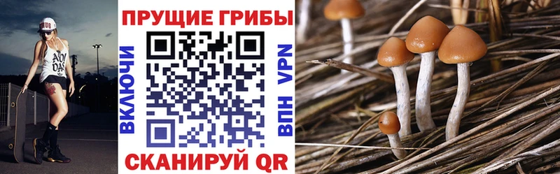 Купить  Сольцы  Галлюциногенные грибы MAGIC MUSHROOMS 
